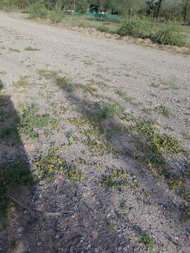 Image of Chihuahuan snoutbean