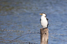 Image of Dwarf cormorants