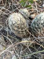 Image of junior Tom Thumb cactus