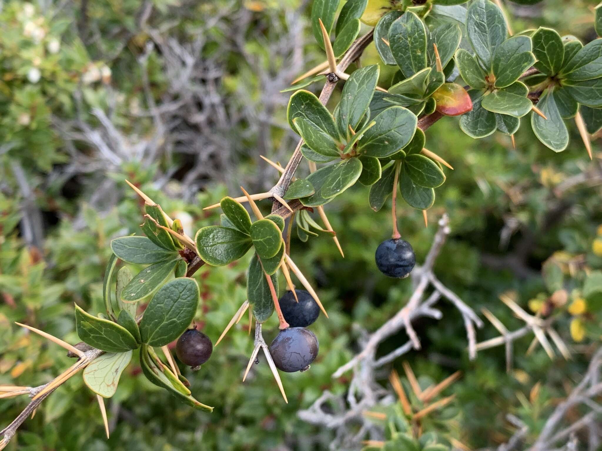 Слика од Berberis microphylla Forst.