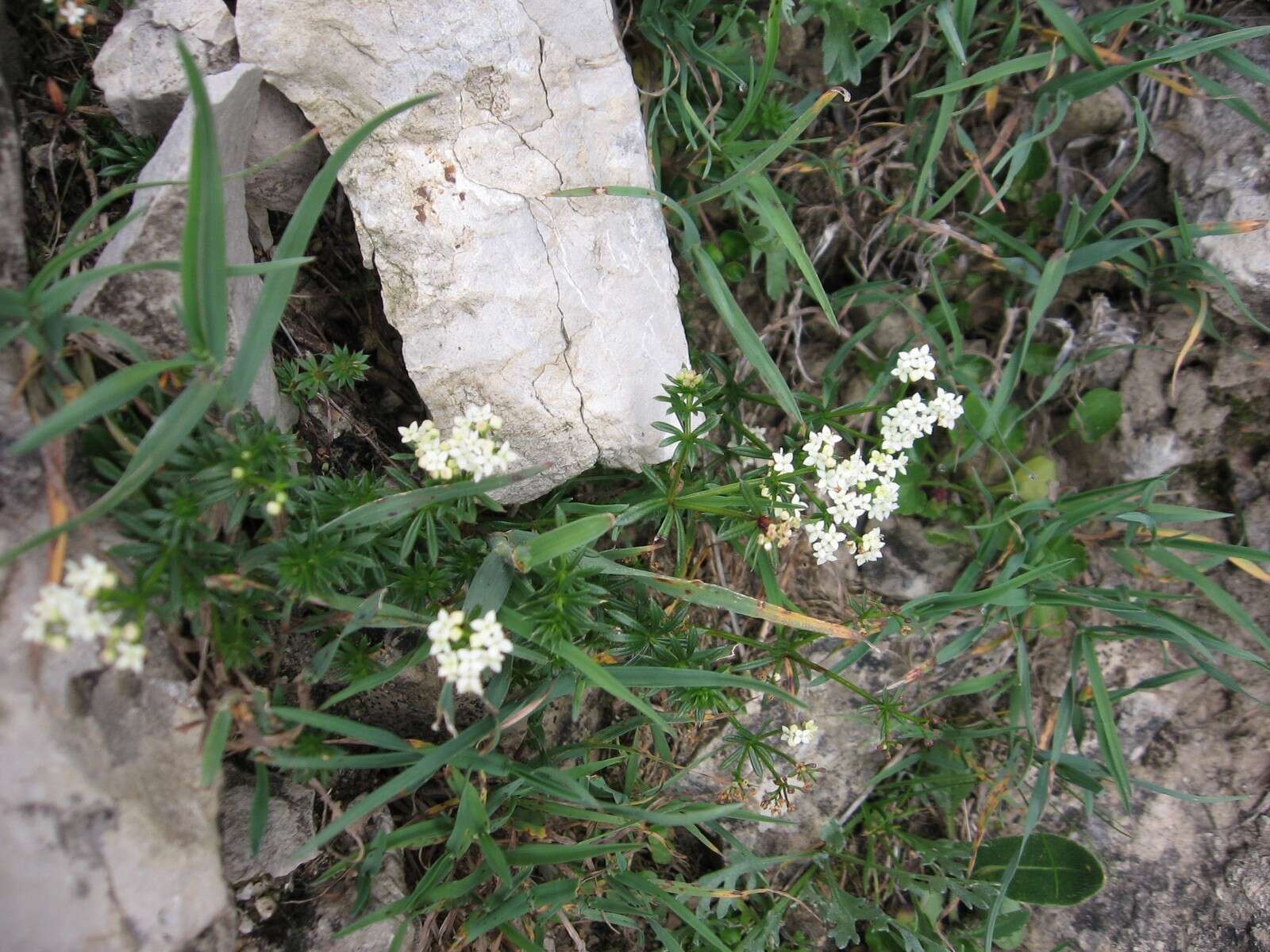 Plancia ëd Galium anisophyllon Vill.