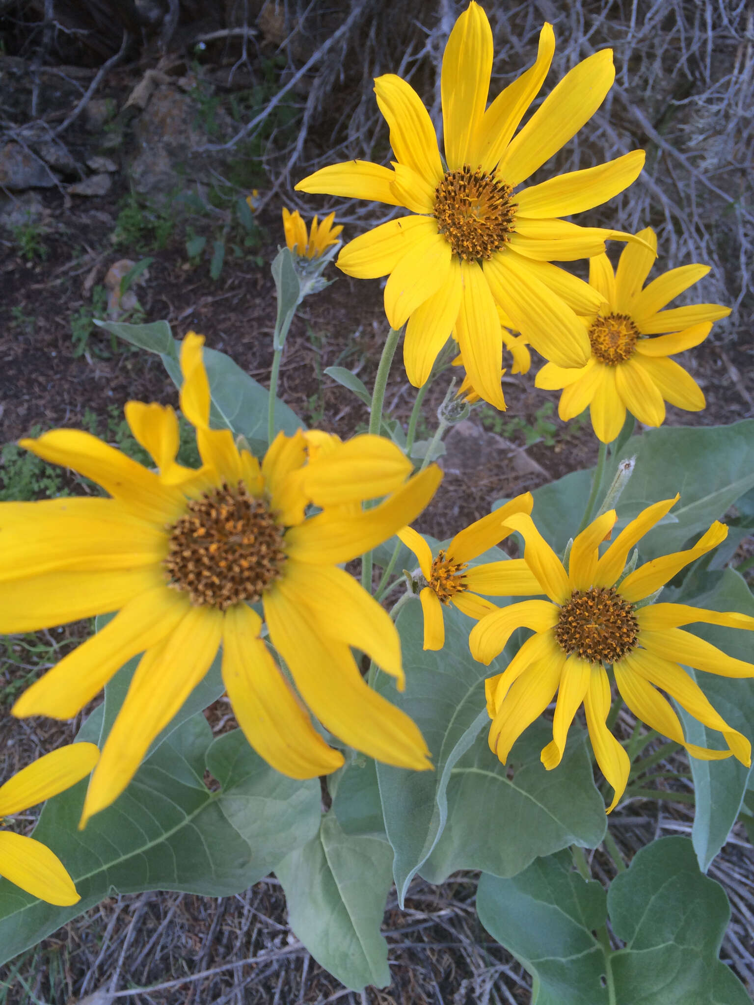 Image of arrowleaf balsamroot