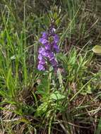 Plancia ëd Angelonia goyazensis G. Benth.