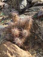 Image of Engelmann's hedgehog cactus