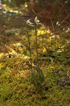 Aporostylis bifolia (Hook. fil.) Rupp & Hatch resmi