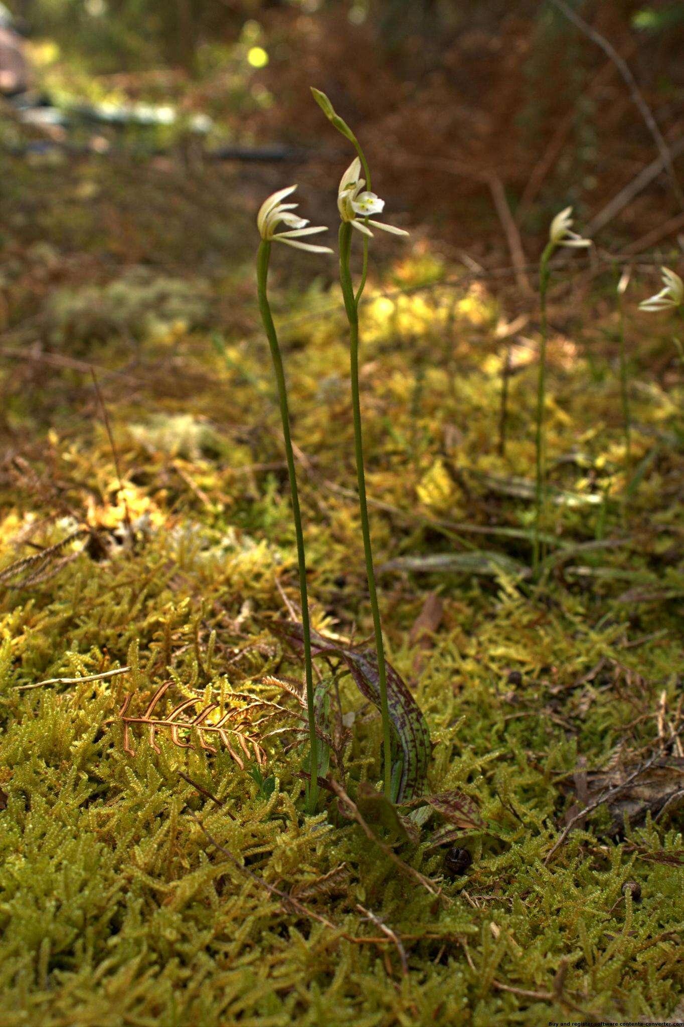 Imagem de Aporostylis bifolia (Hook. fil.) Rupp & Hatch