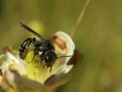 Image of Andrena parnassiae Cockerell 1902