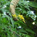 صورة Bidens mexicana Sherff