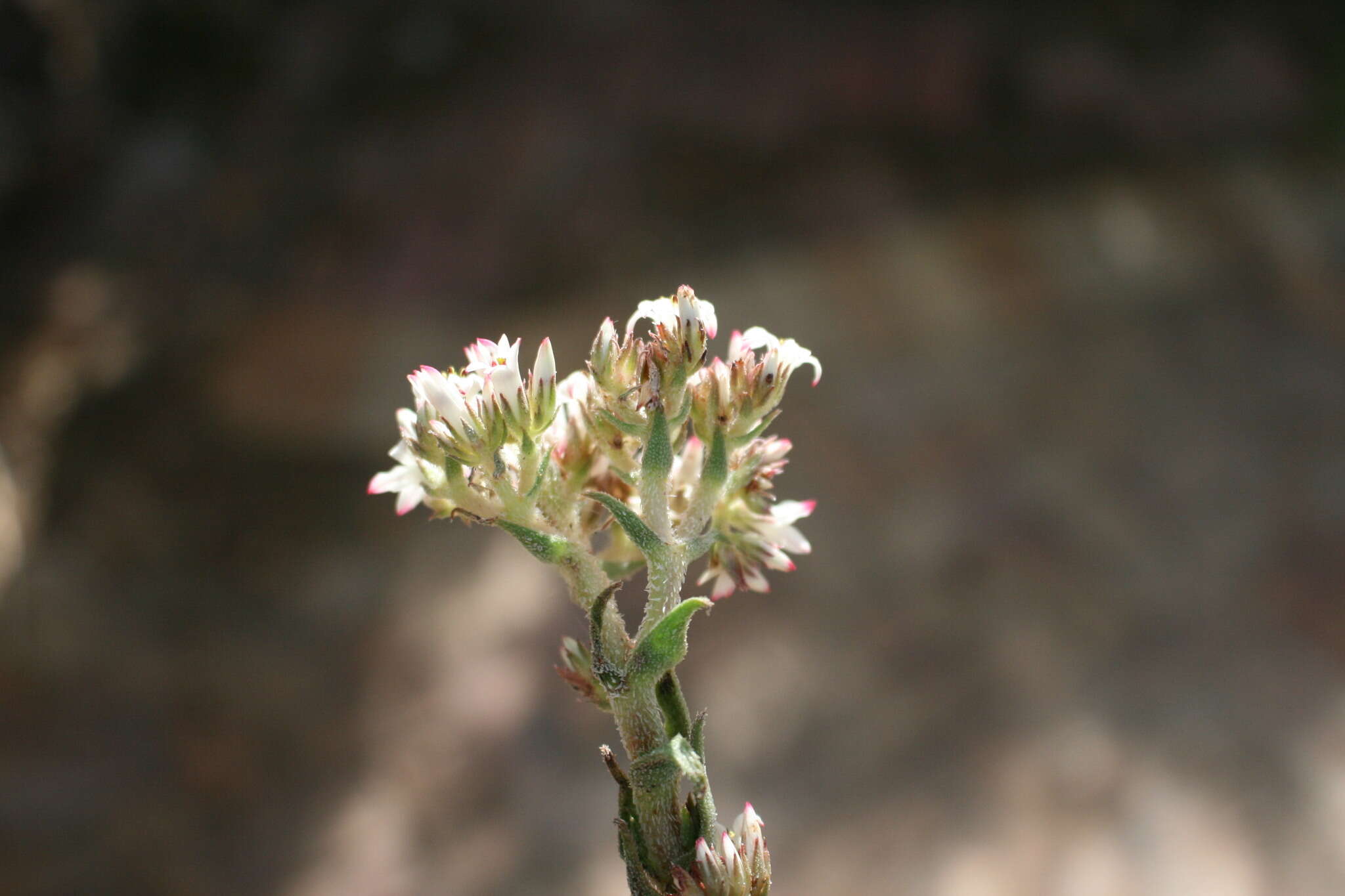 Image of Crassula scabra L.