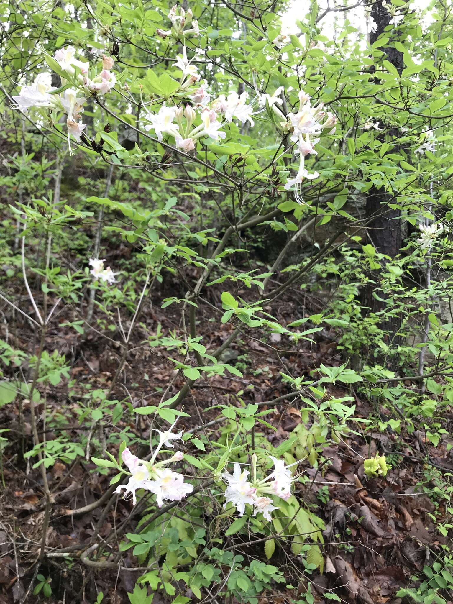 Image of Alabama azalea