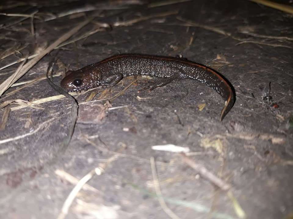 Image of Danube Crested Newt