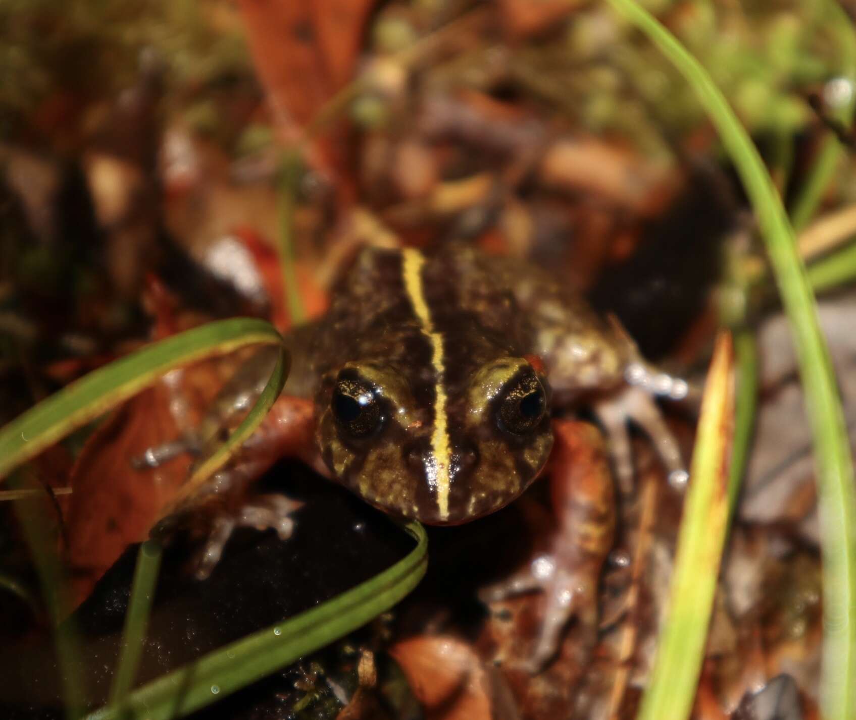 Image of Emilio's Ground Frog