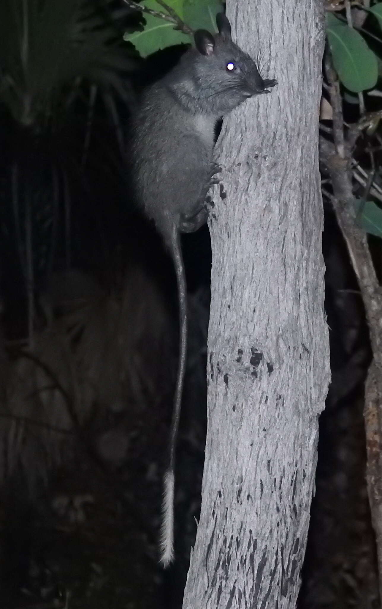 Image of Black-footed Mesembriomys