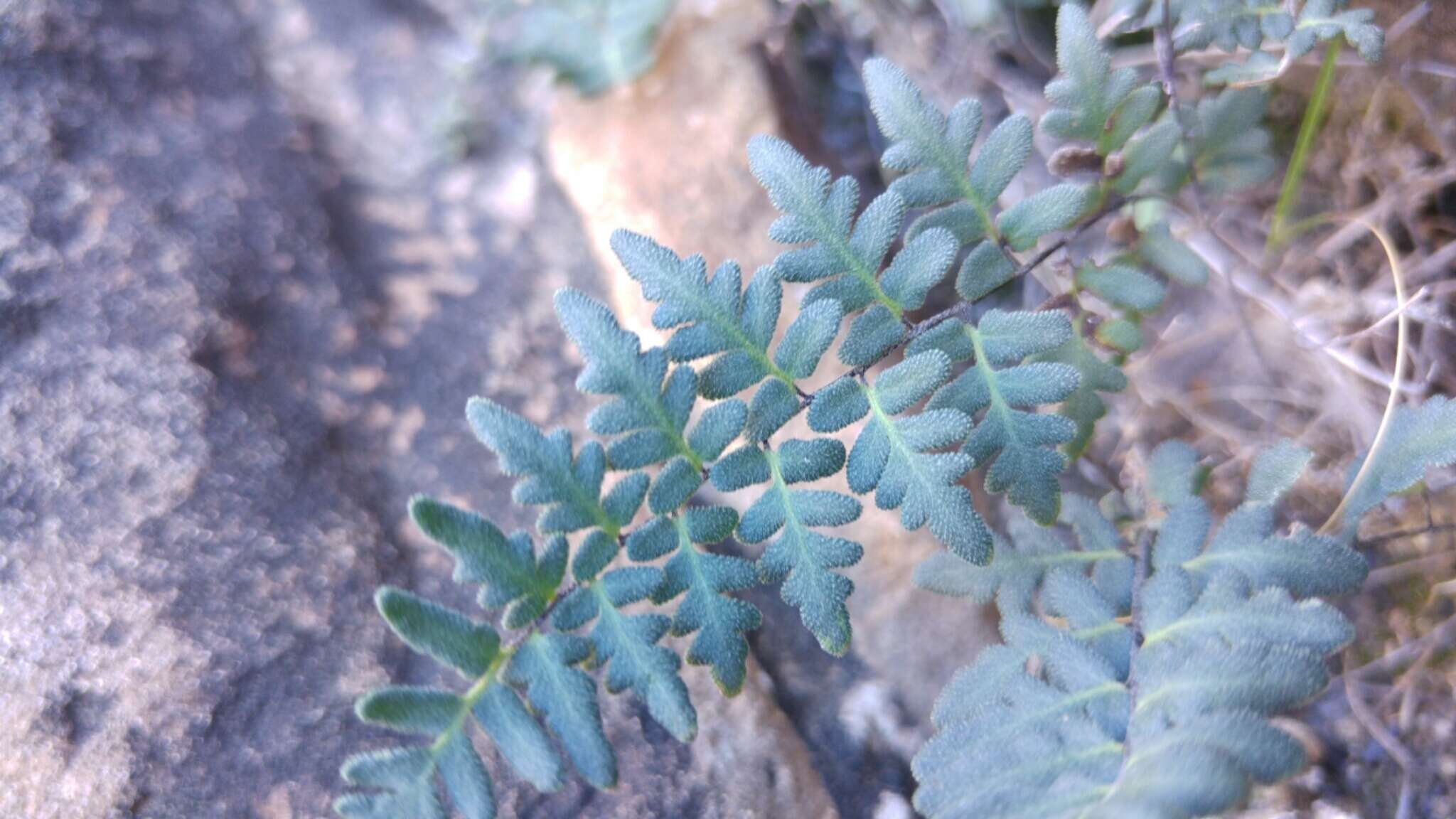 Imagem de Myriopteris scabra (C. Chr.) Grusz & Windham