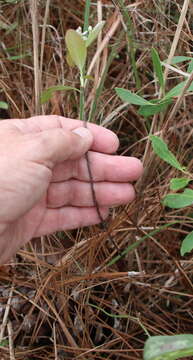 Plancia ëd Aronia arbutifolia (L.) Pers.