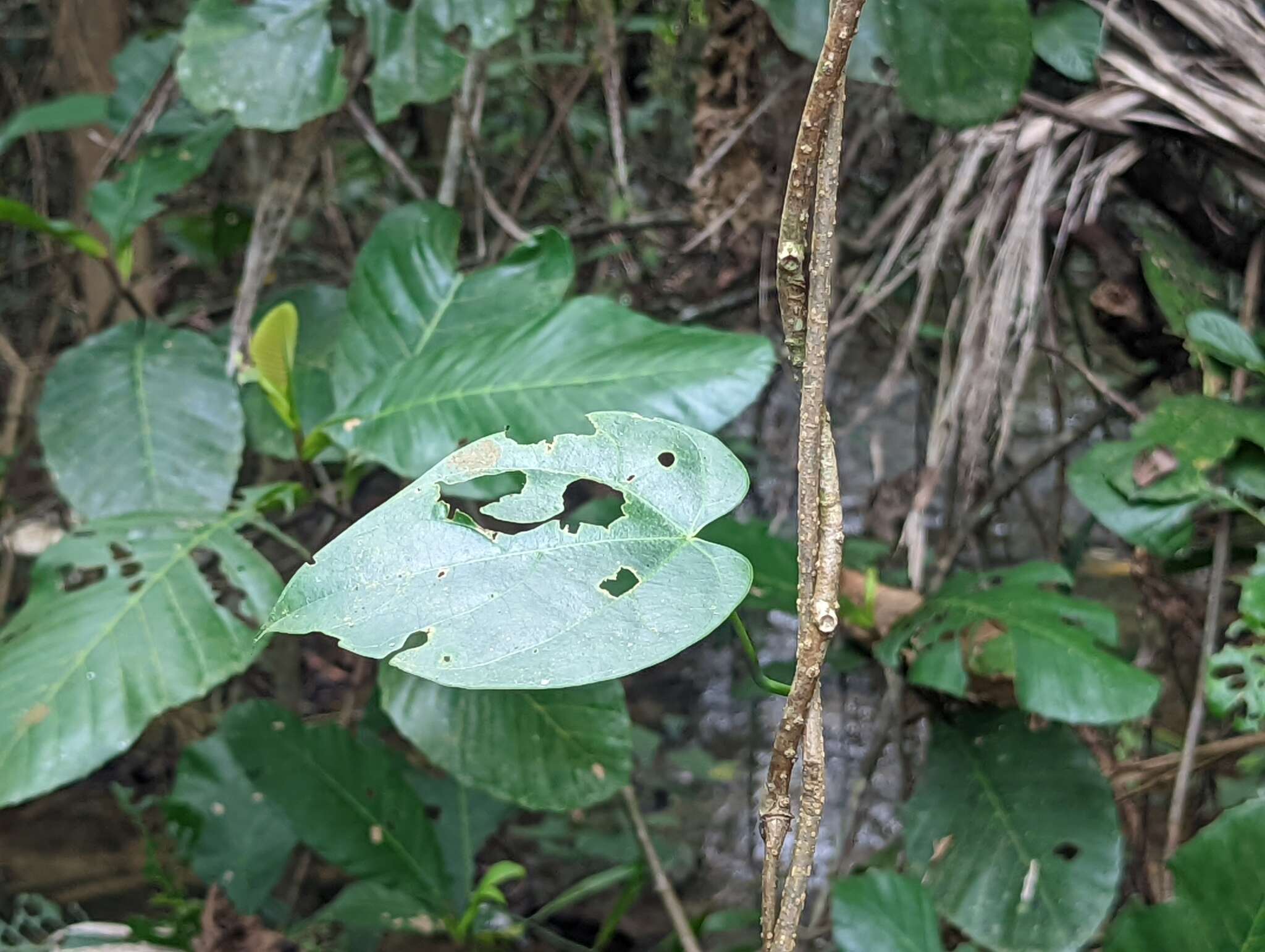 Image of Tinospora macrocarpa Diels