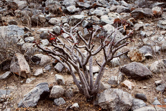 Image of Jatropha macrantha Müll. Arg.