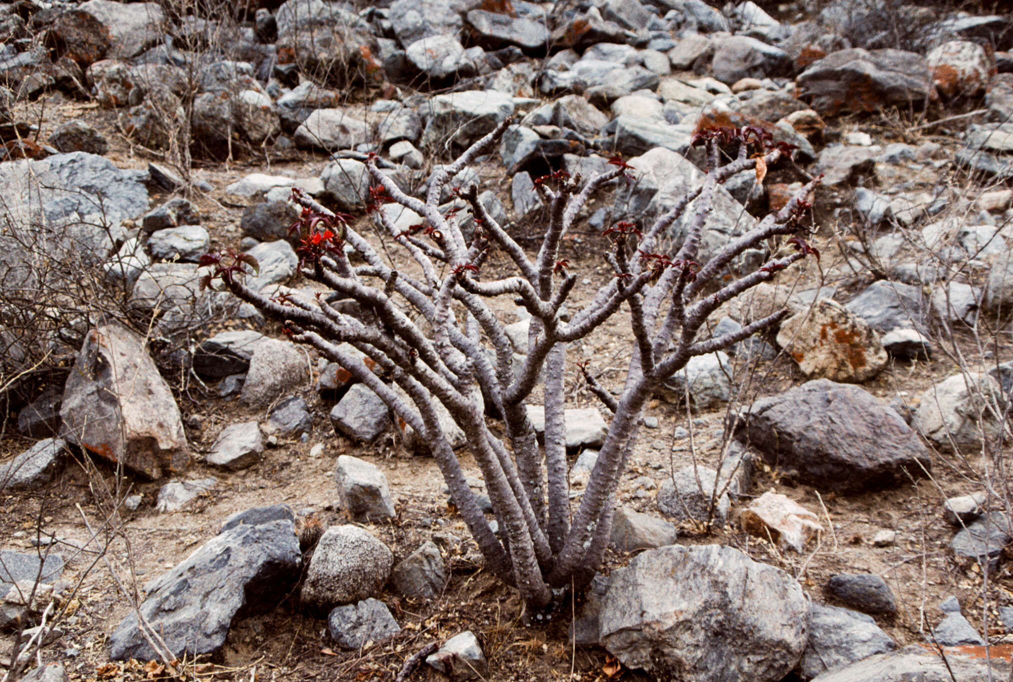 Image of Jatropha macrantha Müll. Arg.