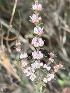 Image of Cyanothamnus rigens