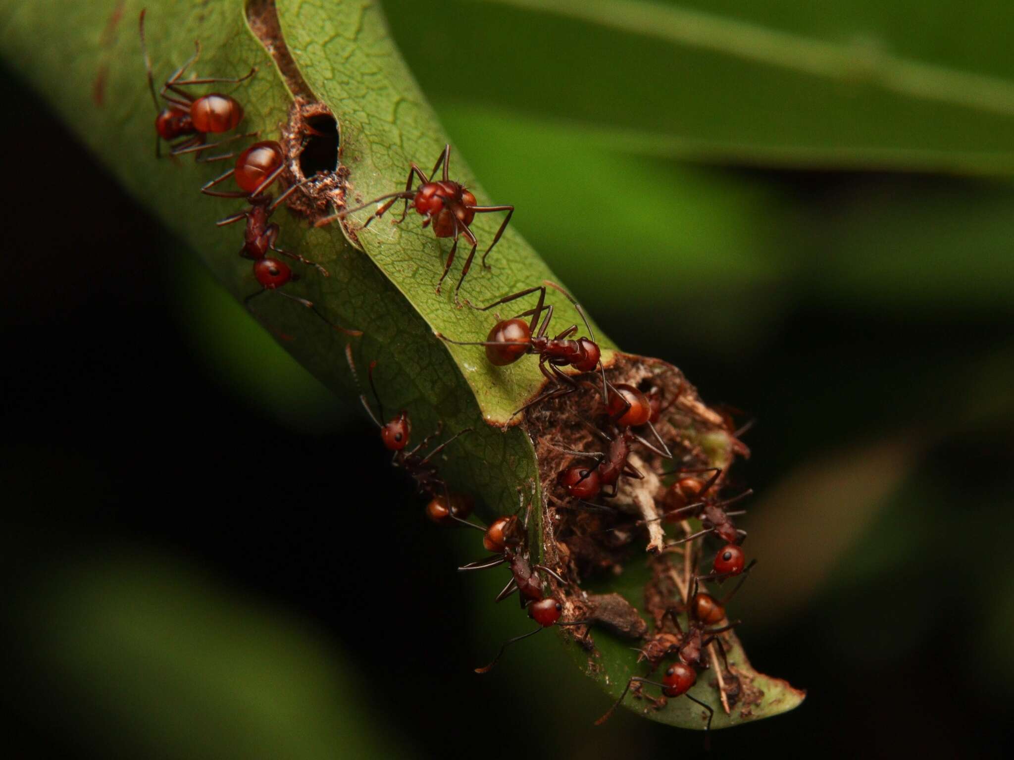 Image of Polyrhachis thrinax Roger 1863