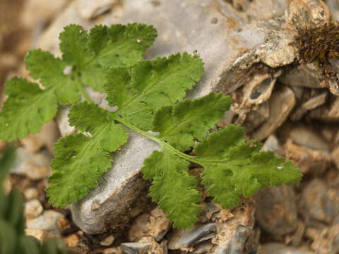 Image of New Mexico cliff fern