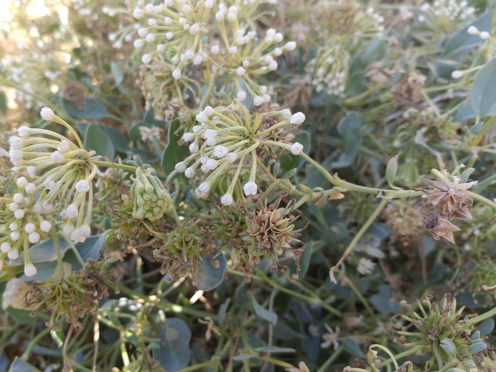 Image of white sand verbena