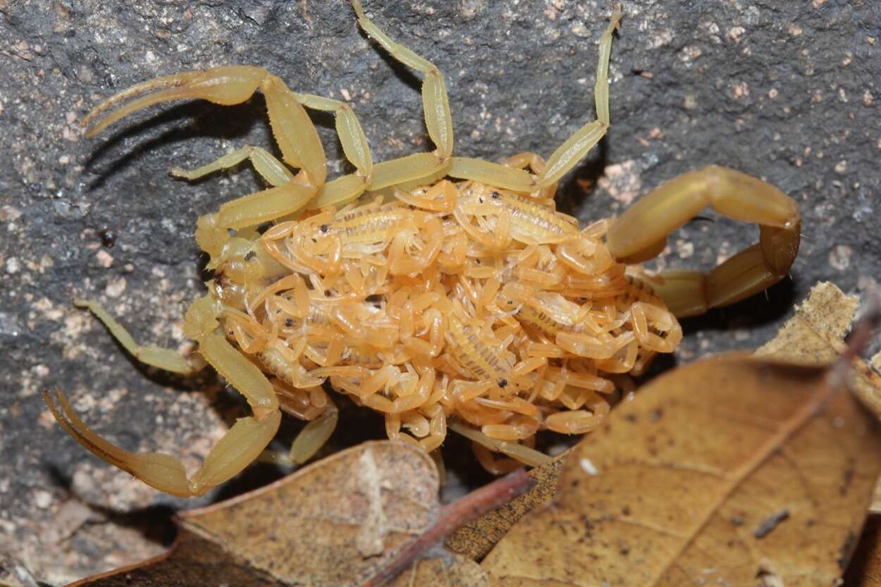 Image of Arizona Bark Scorpion