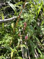 Plancia ëd Persicaria careyi (Olney) Greene