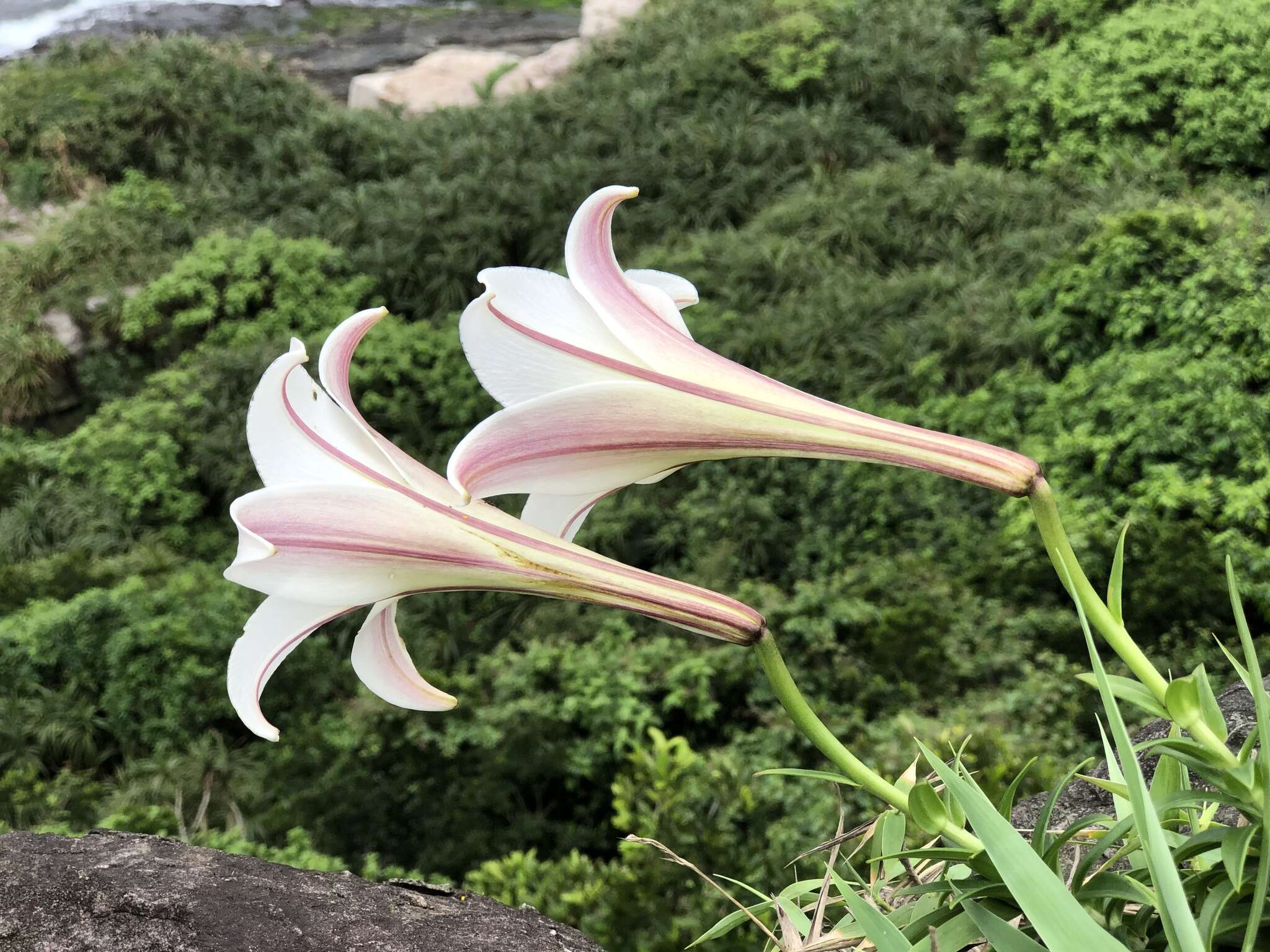 Image of Easter lily