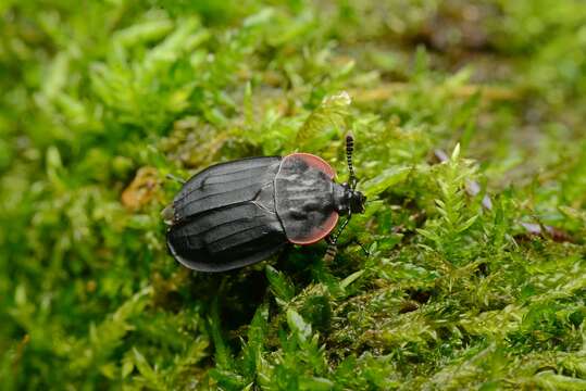 Image of Oiceoptoma nakabayashii (Miwa 1937)