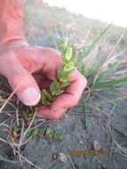 Image of <i>Epilobium billardiereanum</i>