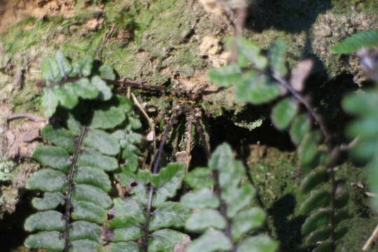 Image de Athyrium nakanoi Mak.