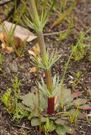 Image de Stylidium diversifolium R. Br.