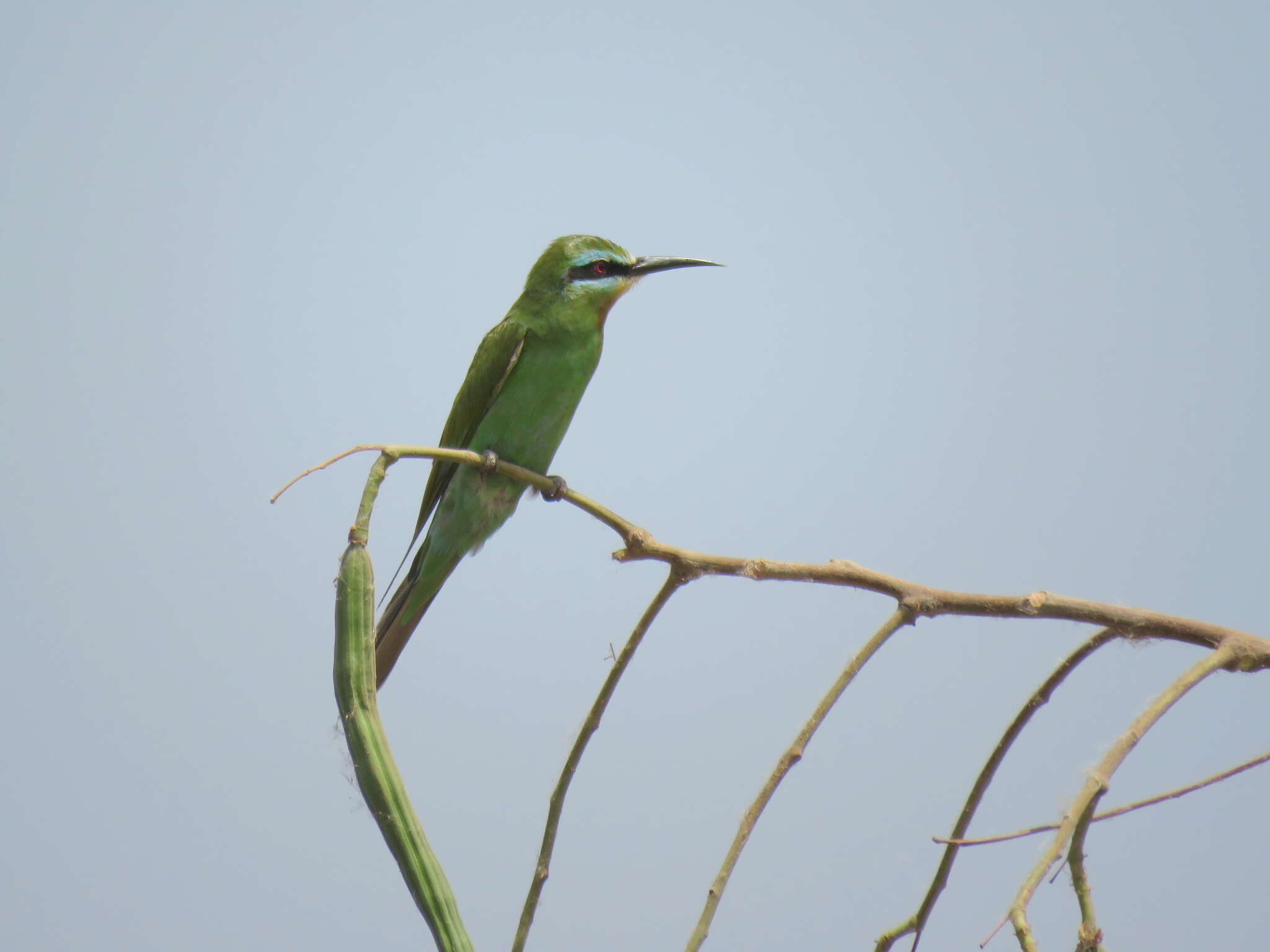 Image of Blue-cheeked Bee-eater