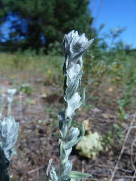 Image of field cudweed