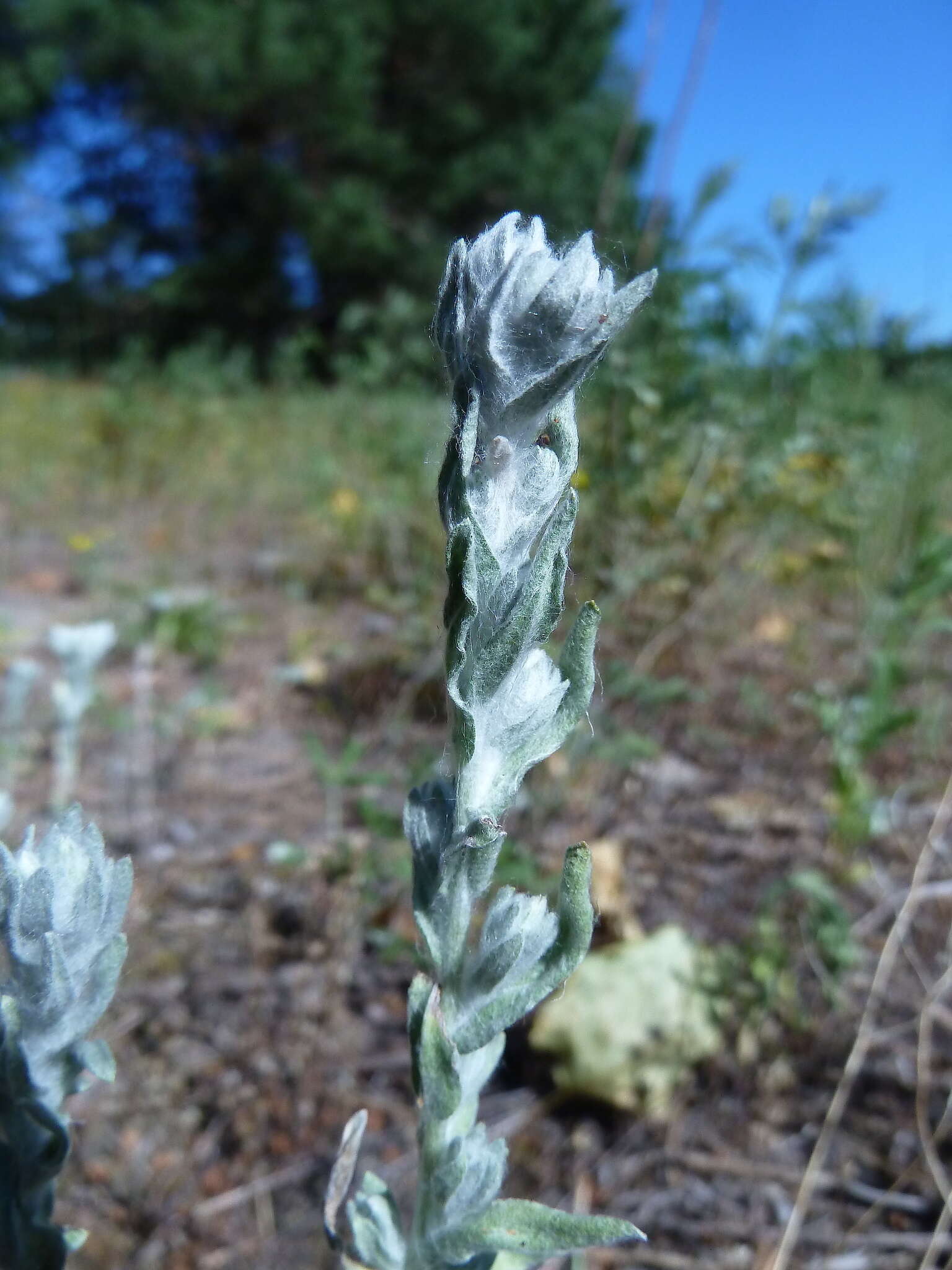 Image of field cudweed