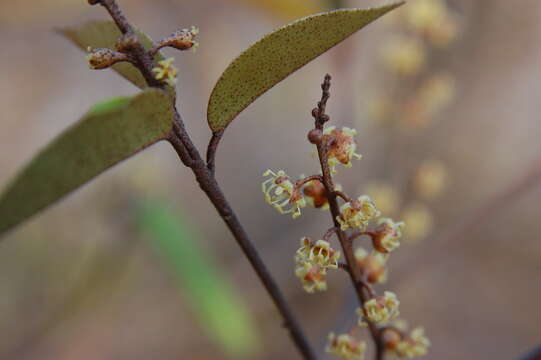 Image of Croton brevispicatus var. bocquillonii (Baill.) Leandri