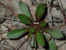 Goodenia caroliniana resmi