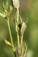 Plancia ëd Puccinia vincae (DC.) Berk. 1836