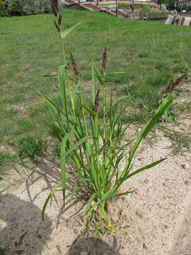 Image of Japanese millet