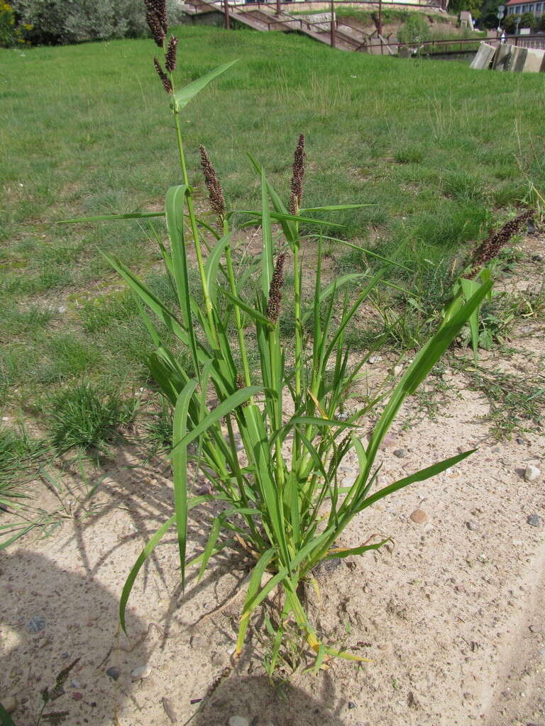 Echinochloa esculenta (A. Braun) H. Scholz resmi