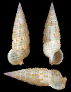 Image of Cerithium interstriatum G. B. Sowerby II 1855