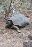 Image of Chatham Island Giant Tortoise