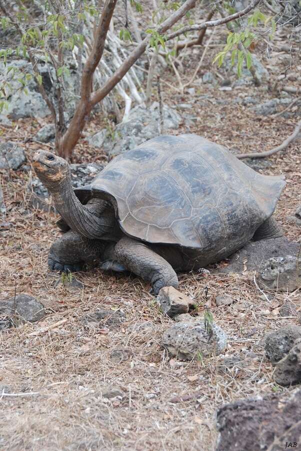 Image of Chatham Island Giant Tortoise