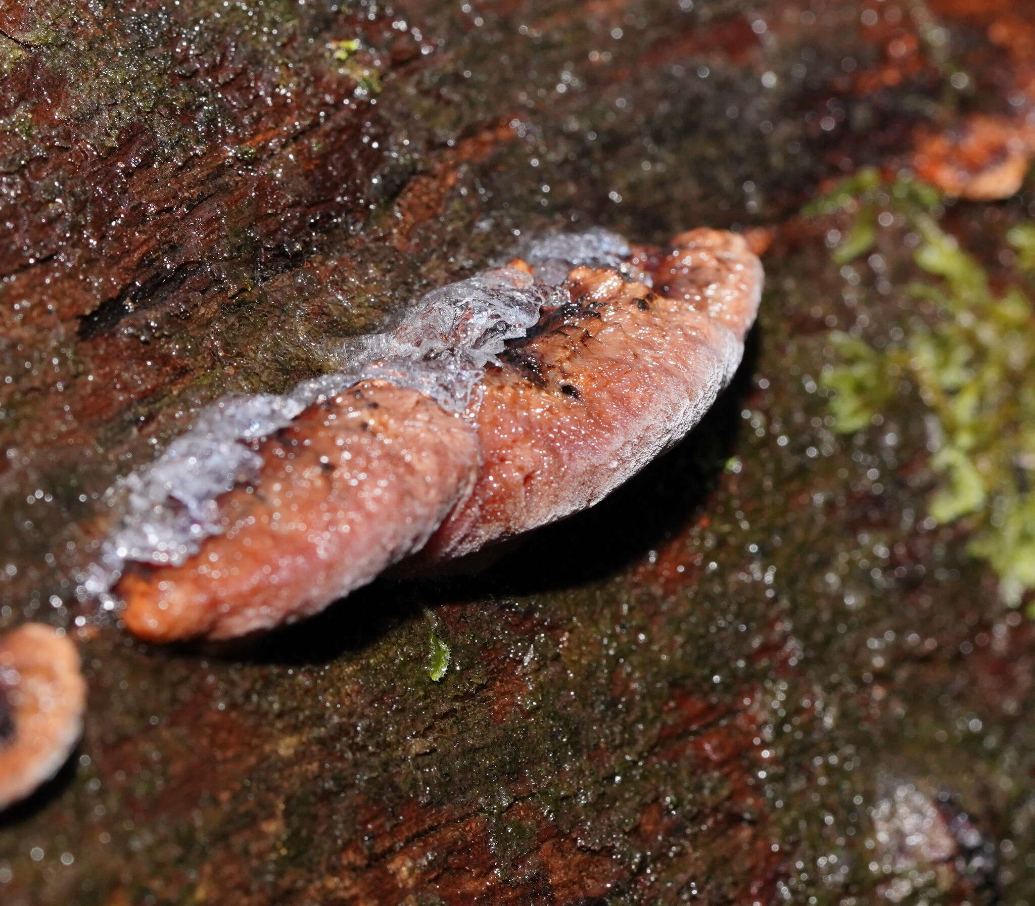 Image of Rhodofomitopsis lilacinogilva (Berk.) B. K. Cui, M. L. Han & Y. C. Dai 2016