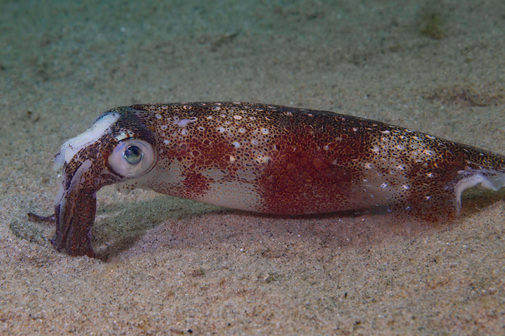 Imagem de Doryteuthis subgen. Amerigo Brakoniecki 1996