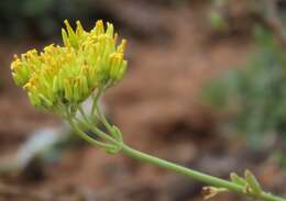 Image of Kalanchoe leblanciae