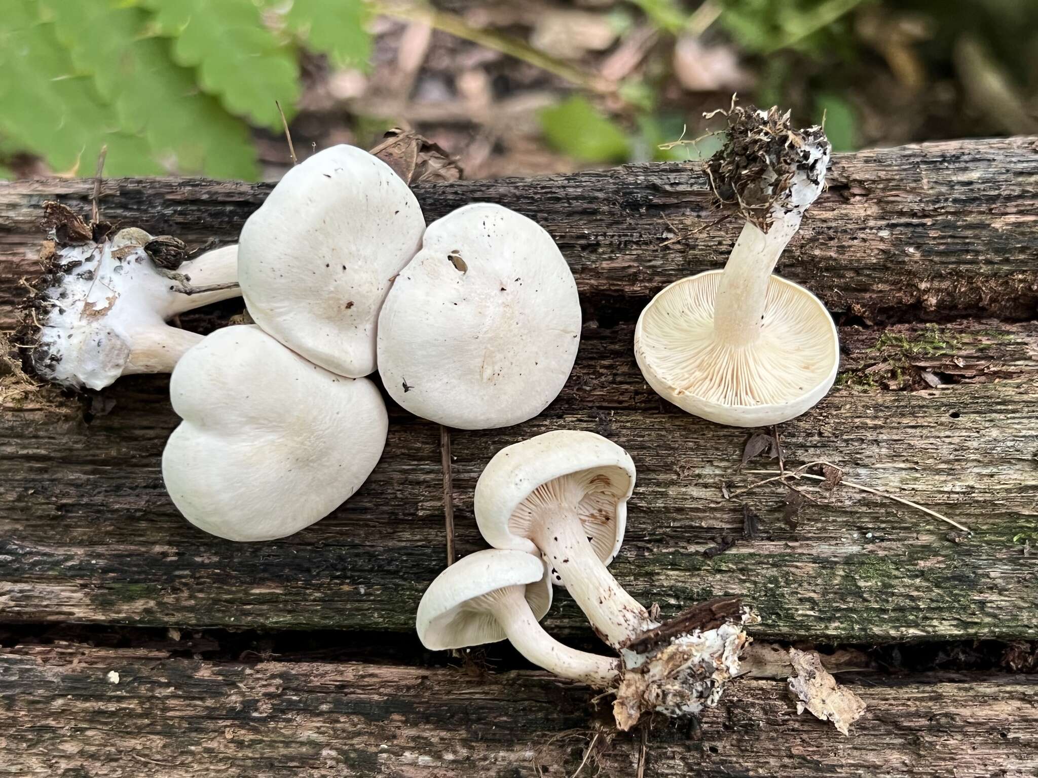 Image of Clitocybe phyllophila (Pers.) P. Kumm.