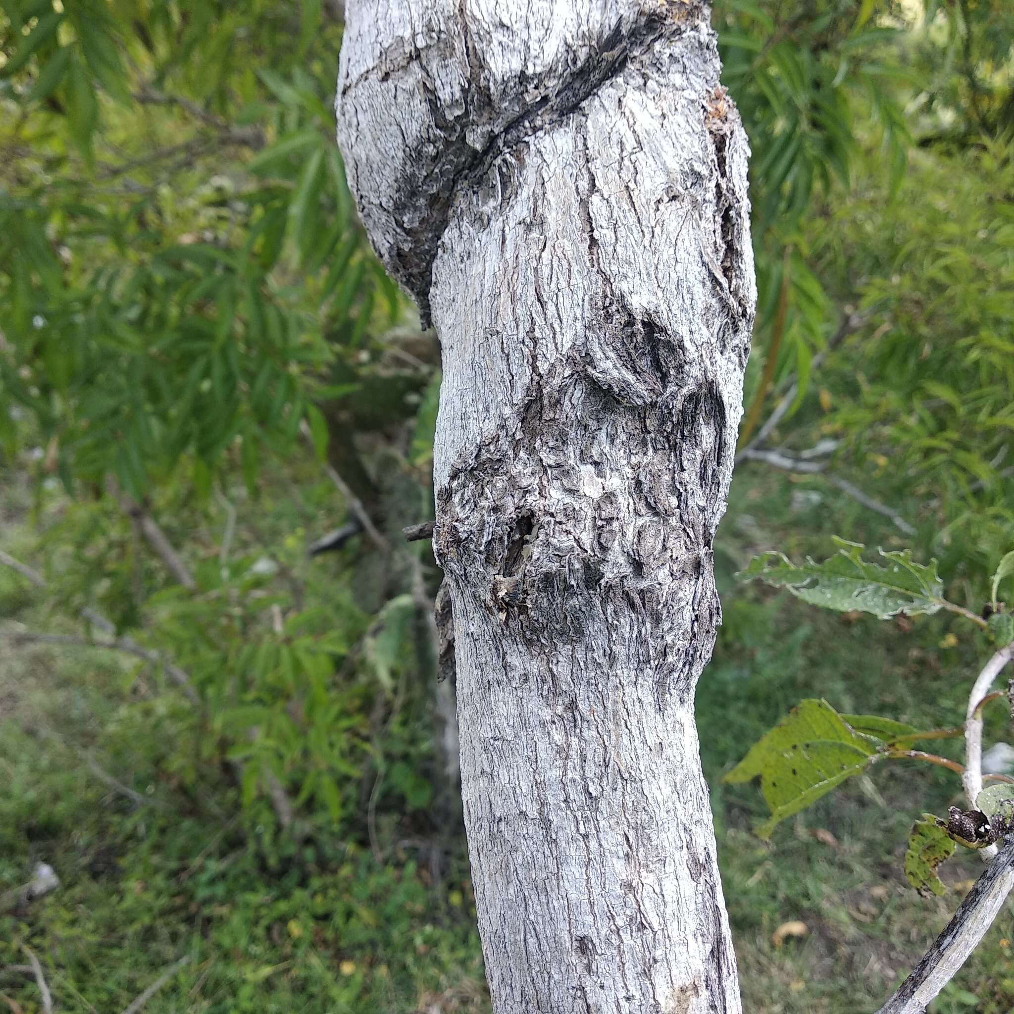 Image of Dendroviguiera eriophora (Greenm.) E. E. Schill. & Panero