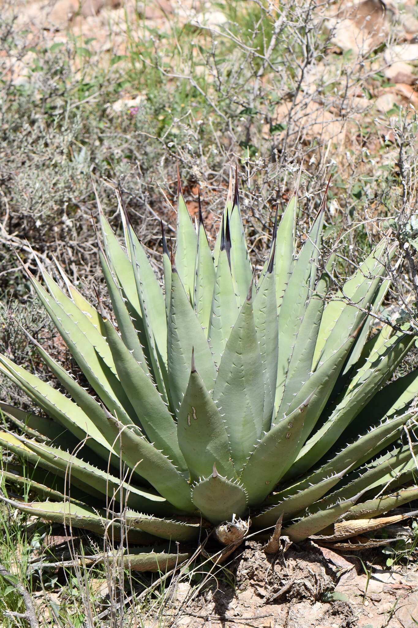 Image de Agave gracilipes Trel.